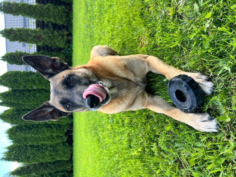 KONG Tires (Size M/L) &mdash; Super Durable Tire Toy for Extreme Chewers