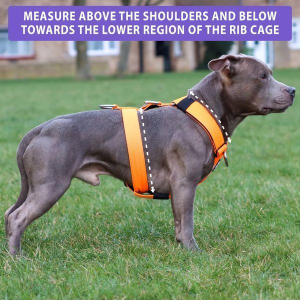 Шлея анатомічна TRI-Harness Anti-Pull - фіолетова S BullyBillows фото
