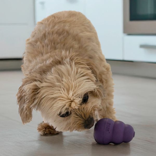 Toy KONG Senior pear-feeder for senior dogs of small breeds, S