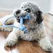 KONG Puppy Goodie Bone&trade; with Rope &ndash; Puppy Chew Toy XS