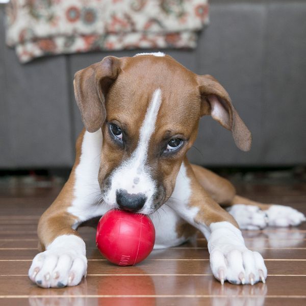 KONG Ball &ndash; Durable Natural Rubber Fetch Ball for Dogs M/L