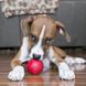 KONG Ball &ndash; Durable Natural Rubber Fetch Ball for Dogs M/L